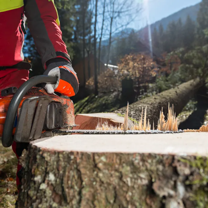 Abattage d’arbre malade ou dangereux