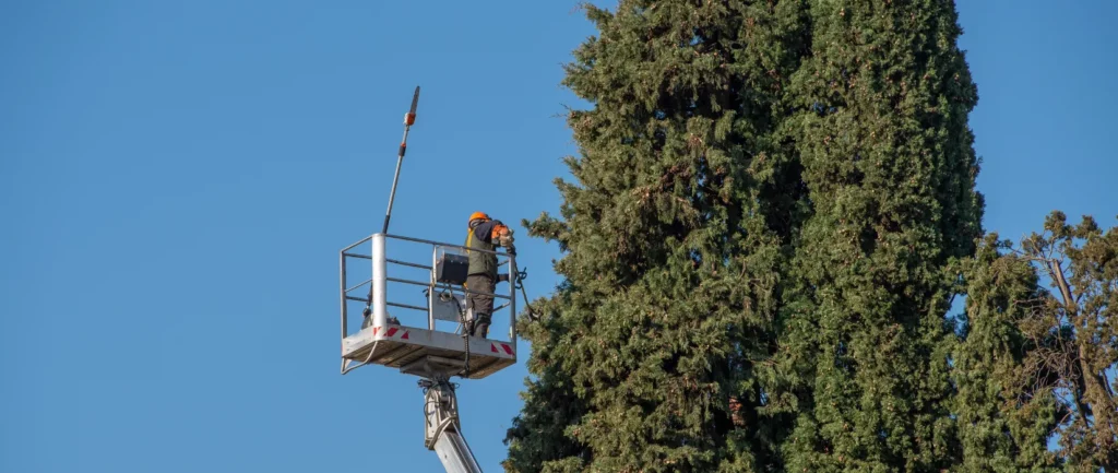 Entreprise experte en élagage à Forcalquier
