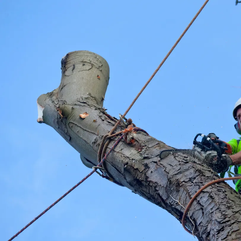 abattage d arbre dans les alpes de haute provence