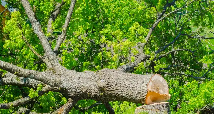 abattage de grand arbre à digne les bains