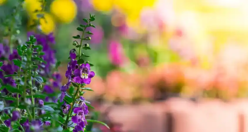 conception de jardin