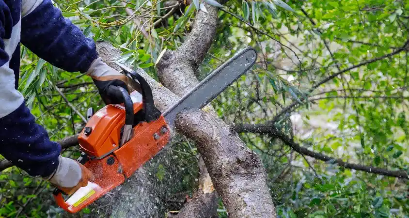 élagage d'un arbre sur gap