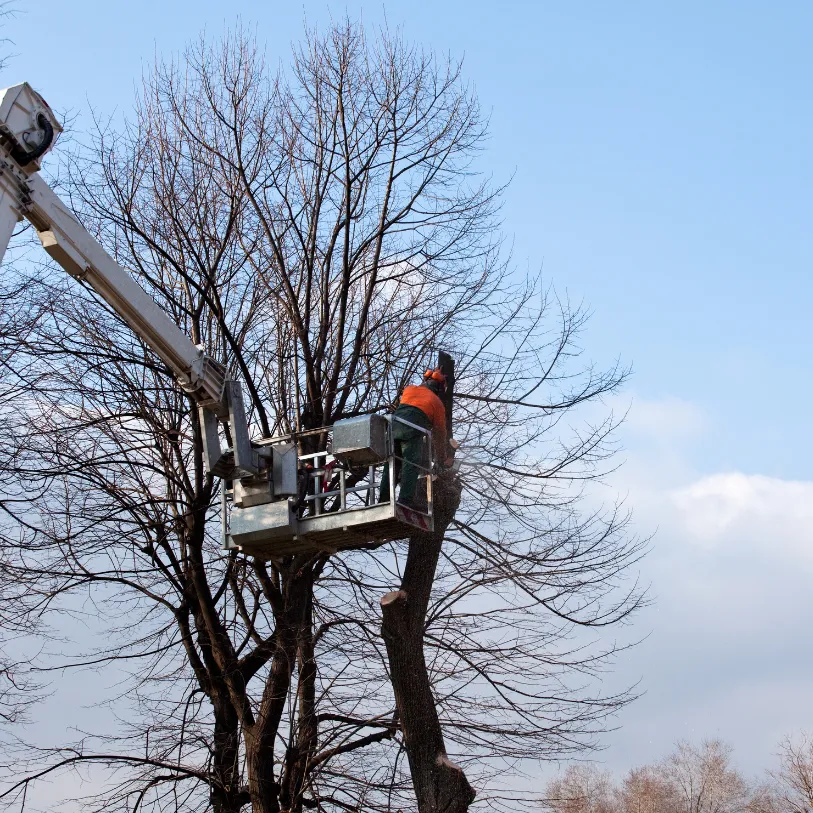 taille des arbres