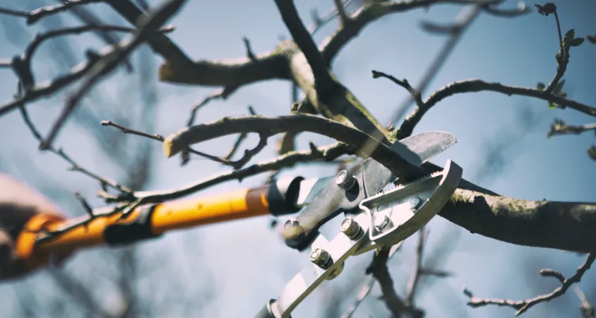 taille douce arbre