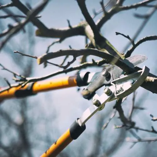 taille d'un arbre à Mallemoisson